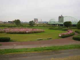 コスモス畑/若林区