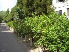 資福寺　あじさい成長記