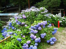 あじさい
