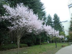 錦町公園　‐　桜　‐