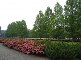 メタセコイアの並木