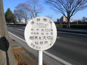 ラクウショウの巨木（保存樹木）