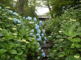 あじさい成長記　北山