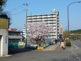 旭ヶ丘の桜
