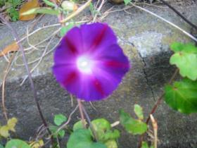 朝顔/東北大周辺