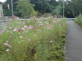 コスモス畑