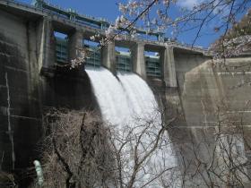 桜と放流／大倉ダム