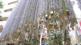 藤崎の七夕飾り2011