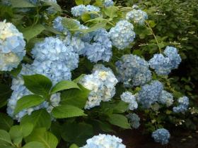 あじさい成長記　北山
