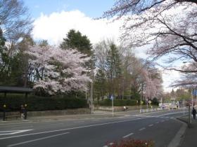 長沼の桜