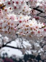 ひより台の公園の桜
