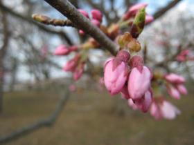 もうすぐ開花！／三神峯公園