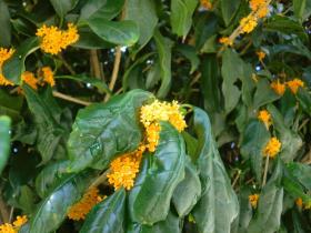 金木犀（きんもくせい）