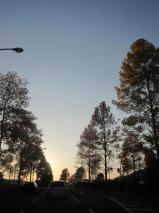 街路樹も秋の装い