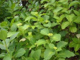 あじさい成長記　北山