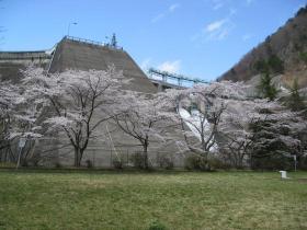 桜と放流／大倉ダム