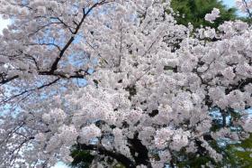 金岡八幡宮のさくら