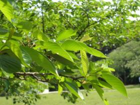 緑の三神峯公園