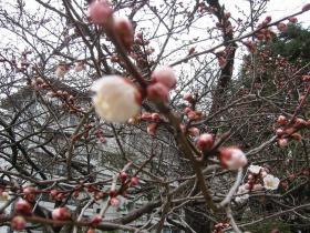 梅の花がほころび始めました