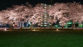 夜桜/富沢駅
