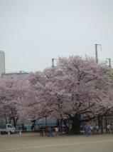 東六番丁小学校の桜