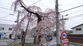 鈎取／太子堂のさくら