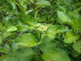 あじさい成長記　北山