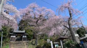 大年寺惣門のさくら