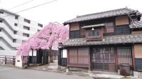 石橋屋の桜