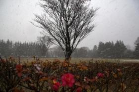 雪の宮城野原総合運動場