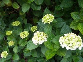 あじさい成長記　北山
