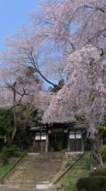 大年寺惣門のさくら