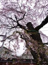 鈎取／太子堂のさくら