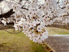 長命館公園の桜