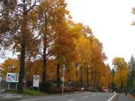 紅葉／美術館前