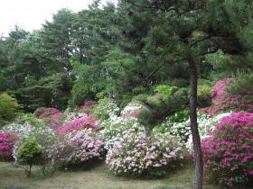 仙台文学館　ツツジ