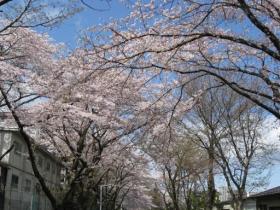 桜の風景