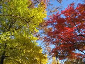 西公園の秋