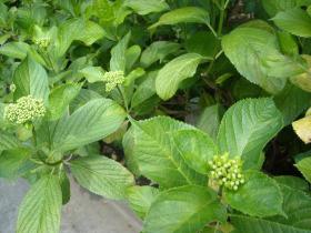 あじさい成長記　北山