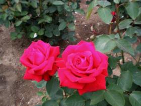 仙台市農業園芸センター