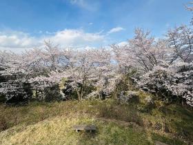 長命館公園の桜