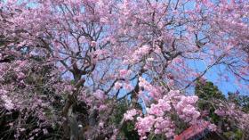 八坂神社のさくら/太白区富田