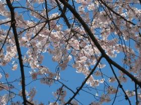 笊川の桜