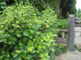 あじさい成長記　北山