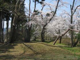 三神峯公園のさくら