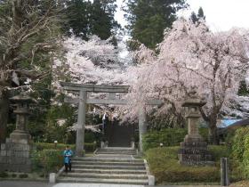 桜／大崎八幡宮